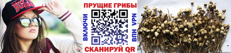 Галлюциногенные грибы мицелий Сибай